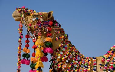Decorated Camel In The Thar Desert Jaisalmer Rajasthanindia