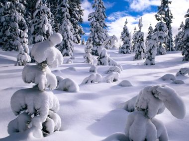 Dreamy Winter Snow Forest