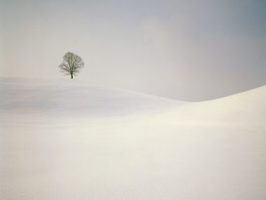 雪原孤树极简风光