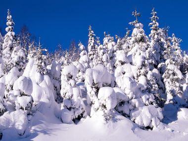 冬日雪后针叶林景观