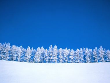 冬日雪景与雾凇树林