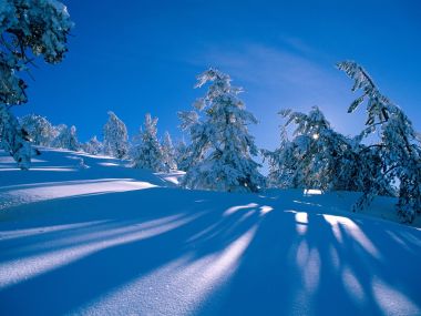 冬日梦幻雪景针叶林