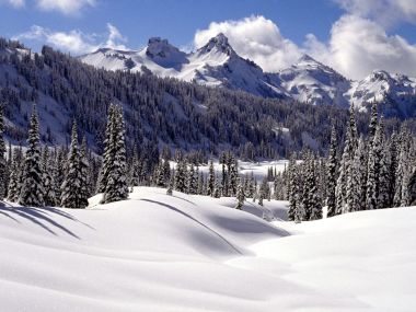 冬季雪山针叶林景观