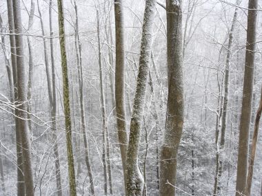 冬季雪后森林树木景观