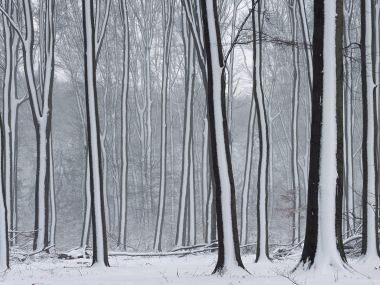 冬季雪后森林景观