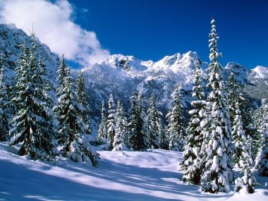 冬日雪山针叶林风光