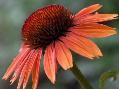 Echinacea_Sundown