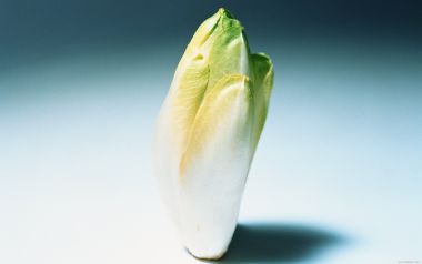 Endive, close-up