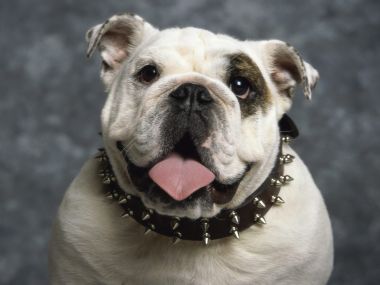 English_Bulldog