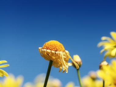 Faded_Flower