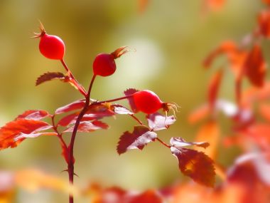 Fall_Rose_Hips