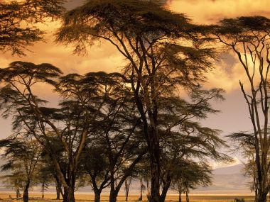 Fever_Trees_at_Sunset_Africa
