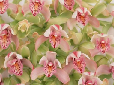 Flower_art_DT019