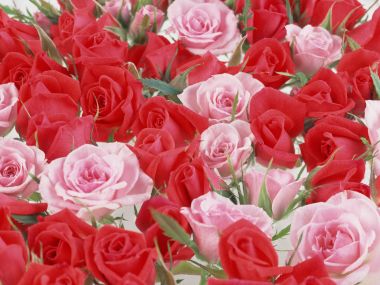 Flower_art_DT020