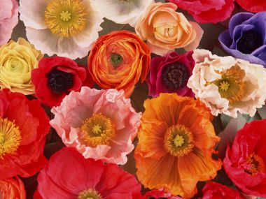 Flower_art_DT031