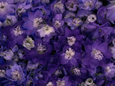 Flower_art_DT048