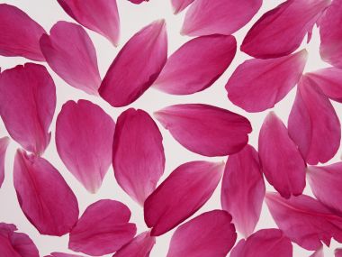Flower_art_DT050