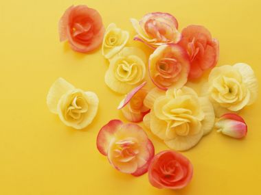 Flower_art_DT052