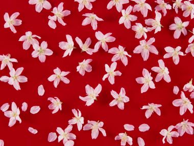 Flower_art_DT056