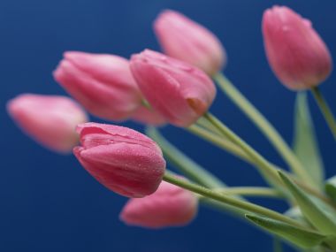 Flower_art_DT083