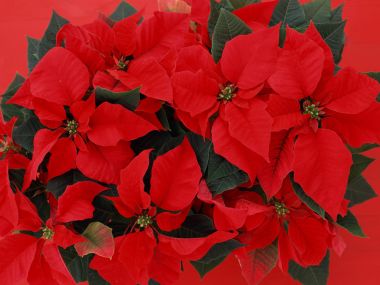 Flower_art_DT089