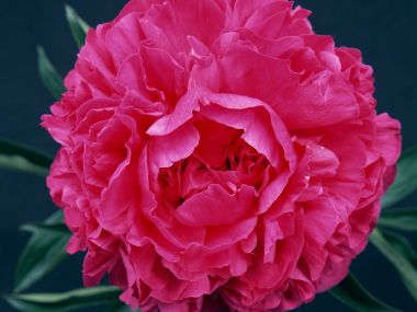 Flower_art_DT091