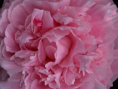 Flower_art_DT092