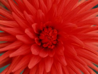 Flower_art_DT093