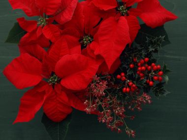 Flower_art_DT097