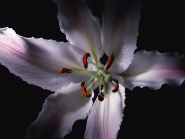 Flower_art_DT098