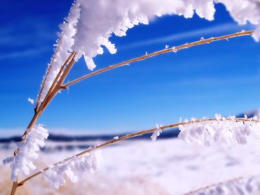 Frosted