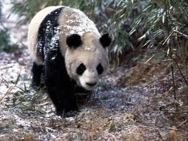 Giant_Panda_in_Winter