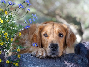 Golden_Innocence