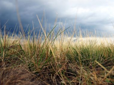 Grass