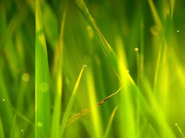 Grass_Too
