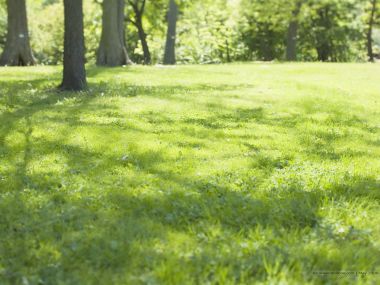 grassland_and_lush_trees_JA178_photo