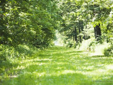 grassland_and_lush_trees_JA179_photo