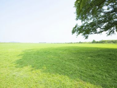 grassland_lush_trees_and_clear_sky_JA090_photo