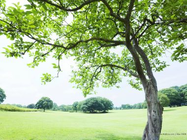 grassland_lush_trees_and_clear_sky_JA108_photo