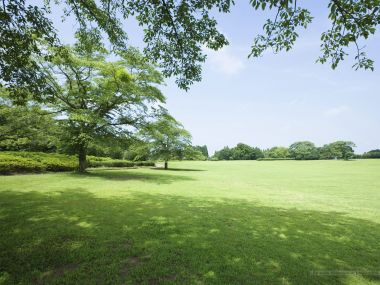 grassland_lush_trees_and_clear_sky_JA112_photo