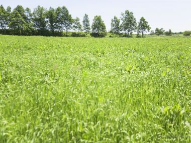 grassland_lush_trees_and_clear_sky_JA125_photo