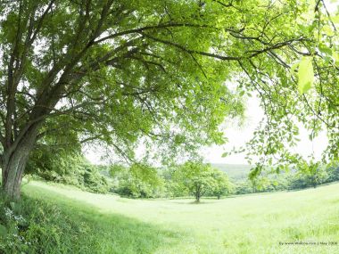 grassland_lush_trees_and_clear_sky_JA169_photo