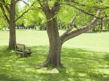 grassland_lush_trees_and_clear_sky_JA173_photo