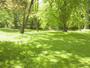 grassland_lush_trees_and_clear_sky_JA177_photo