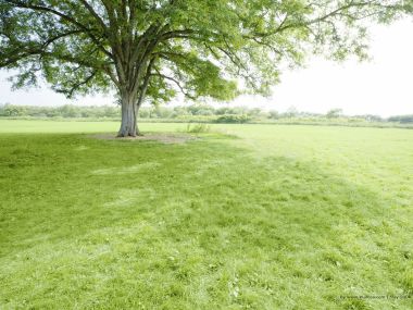 grassland_lush_trees_and_clear_sky_JA180_photo