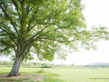grassland_lush_trees_and_clear_sky_JA182_photo