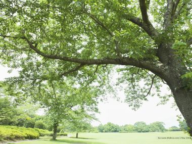 grassland_lush_trees_and_clear_sky_JA183_photo