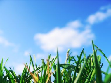 Grassy_Stuff