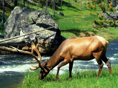 Grazing_Bull_Elk_Yellowstone_National_Park_Wyoming