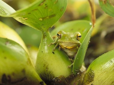 Green_Frog_Southern_Brazil